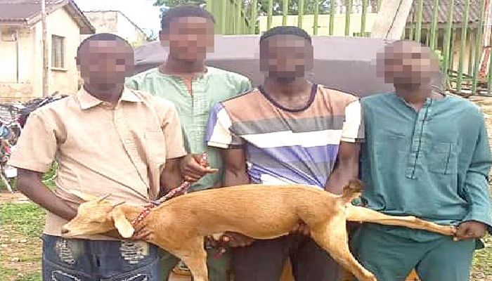 On June 18, 2023, four goat thieves were caught in Gombe