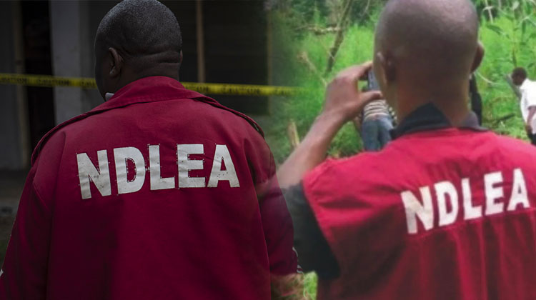 NDLEA arrests 252 drug criminals in Edo