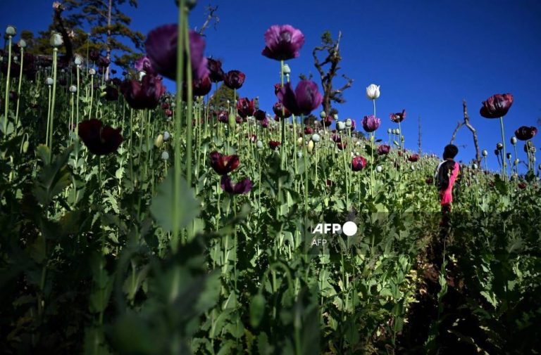UN Reports Myanmar Surpasses Afghanistan as Largest Opium Producer Globally