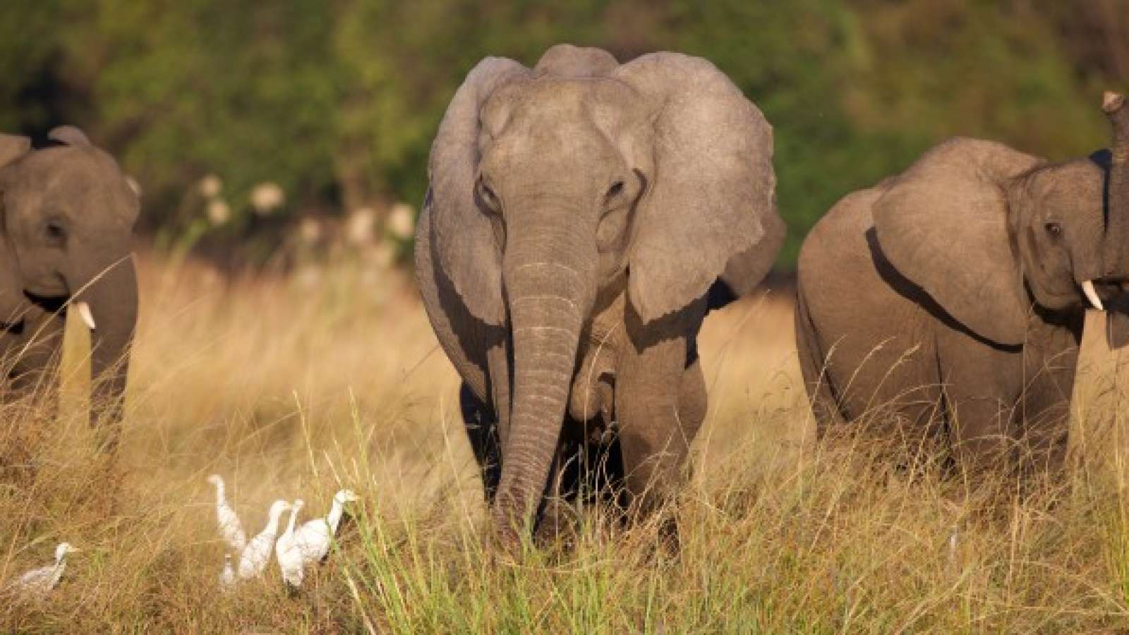 Tragic Elephant Attack in South Africa's Kruger National Park